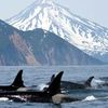have-you-ever-orcas-thumb