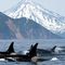 have-you-ever-orcas-thumb
