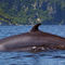 trip-idea-tadoussac