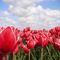 holland-tulips
