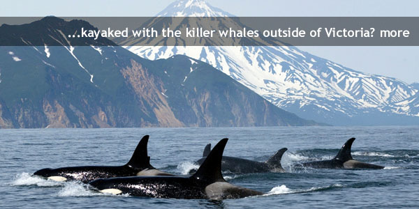 Killer Whales Orcas Vancouver Island