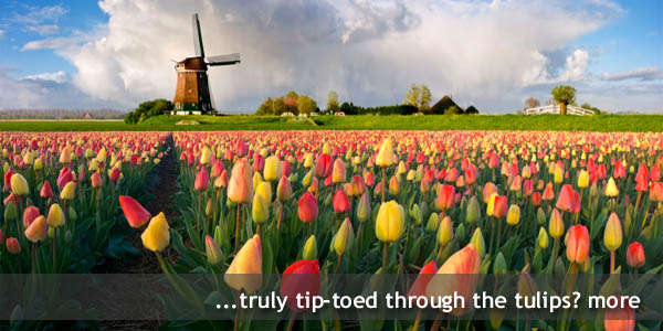 Holland's Tulips