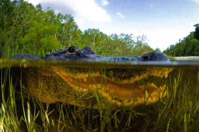 Click to enlarge everglades-gator