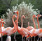 florida-flamingos.jpg