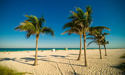 Click to enlarge miami-beach-palm-trees