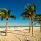 miami-beach-palm-trees