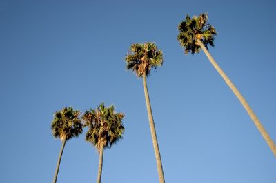 Click to enlarge Los-Angeles-Palm-Trees