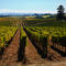sonoma-winery-northern-california